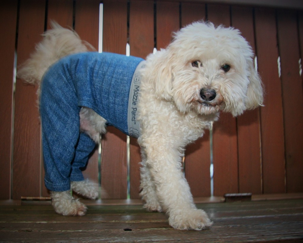 dog pants – Mozzie Pants, Pants for dogs and dog suspenders!