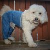 Pants for dogs