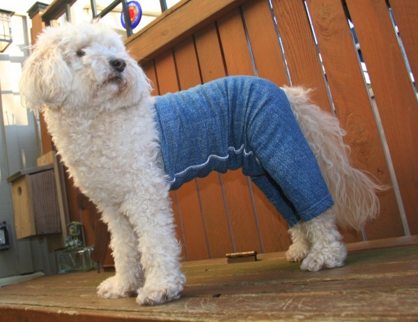 Dog pants