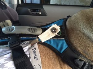 Harness tips from a paralyzed pup.