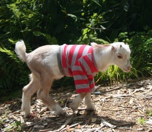 Baby goat Bou