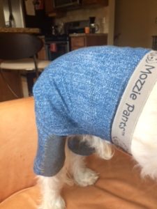 Cody modeling knee pads for a dog with wheels!
